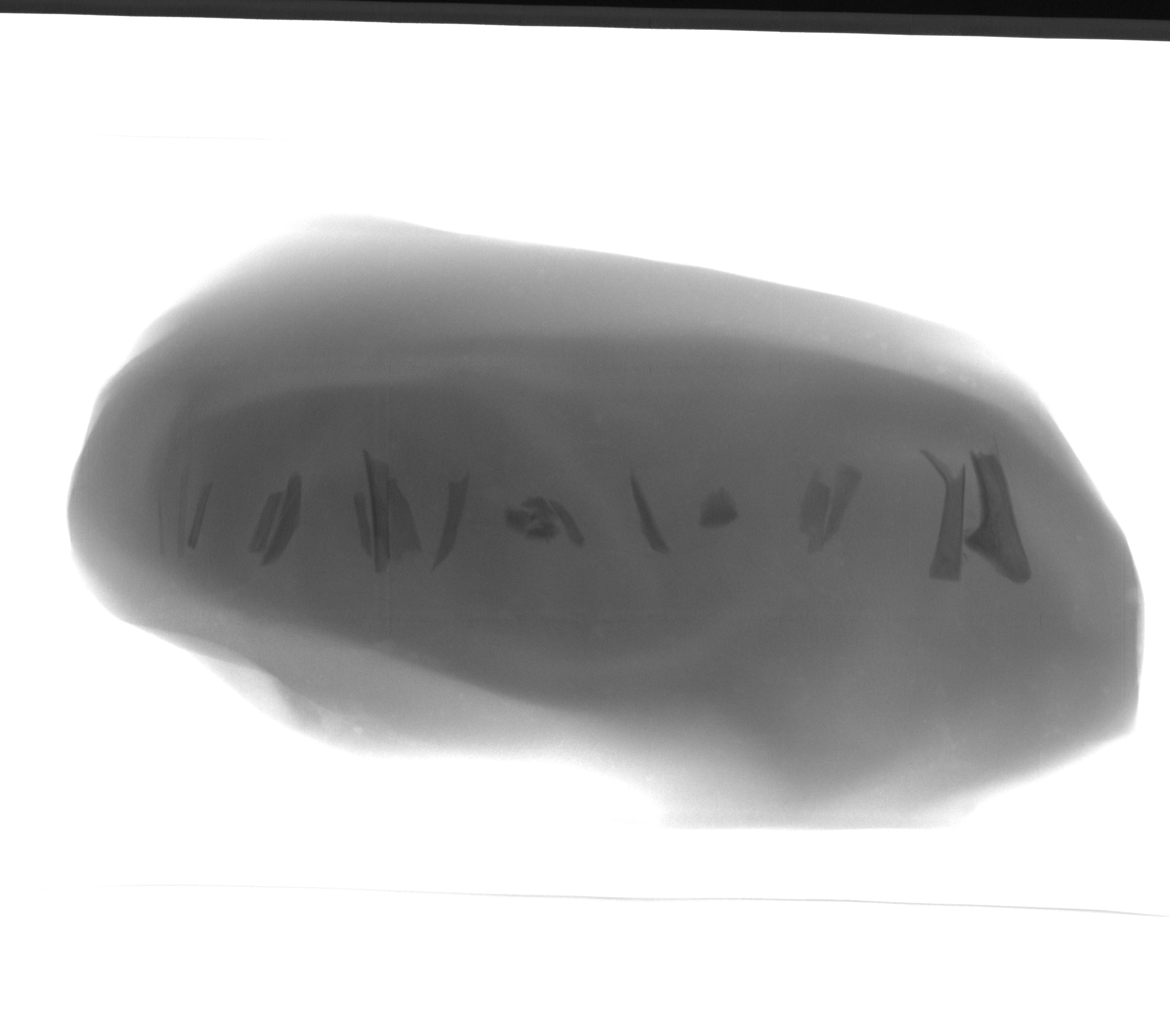 Chicken fillet and bones X-ray