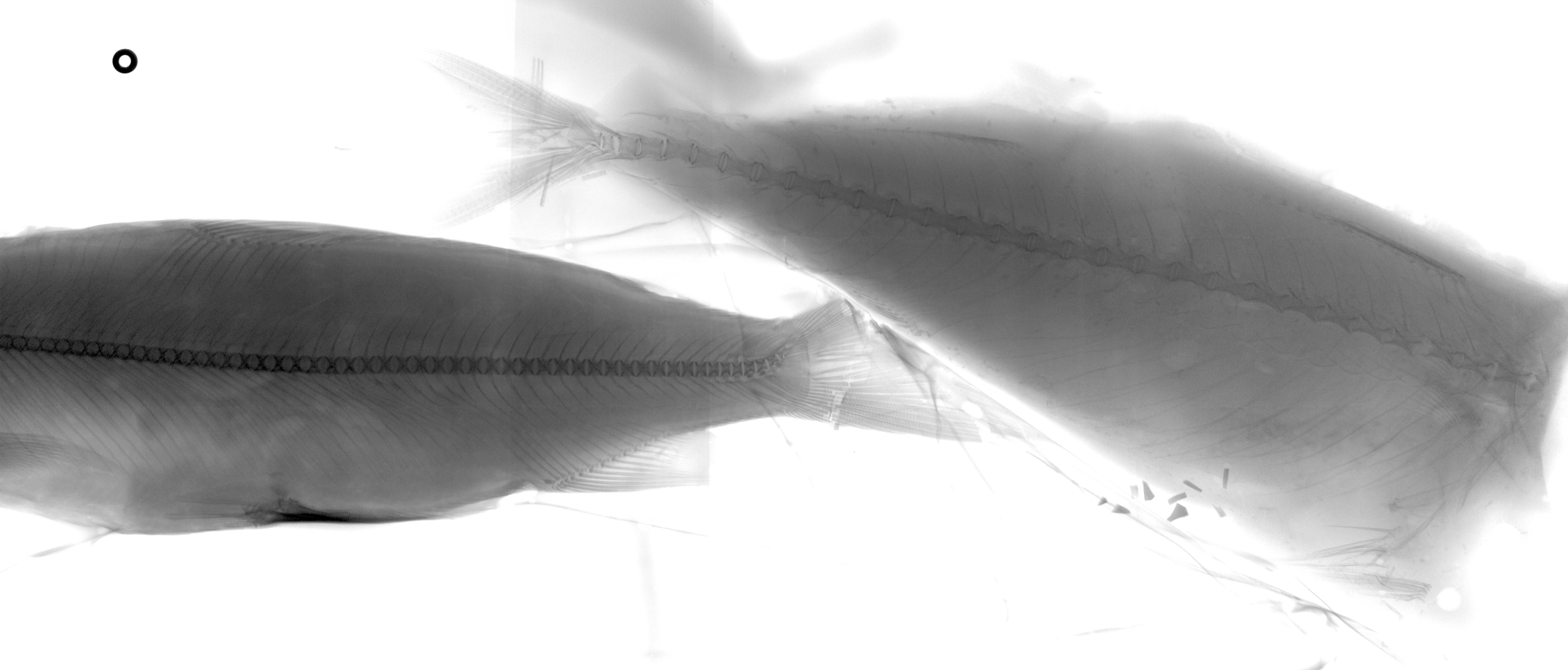 Two fish X-ray